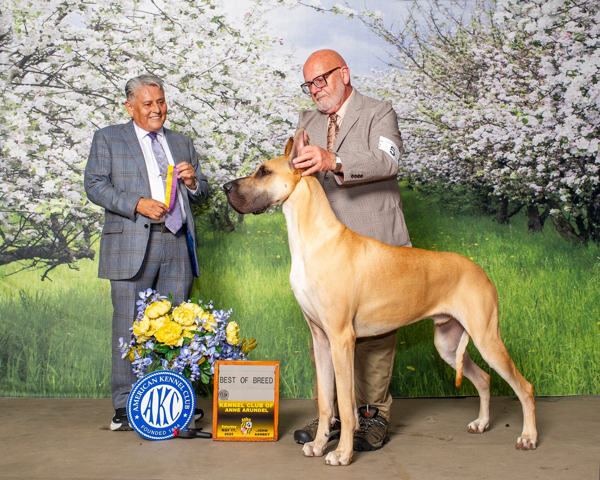Bolt, a fawn AKC Grand Champion Great Dane, posed with his handler and award ribbons