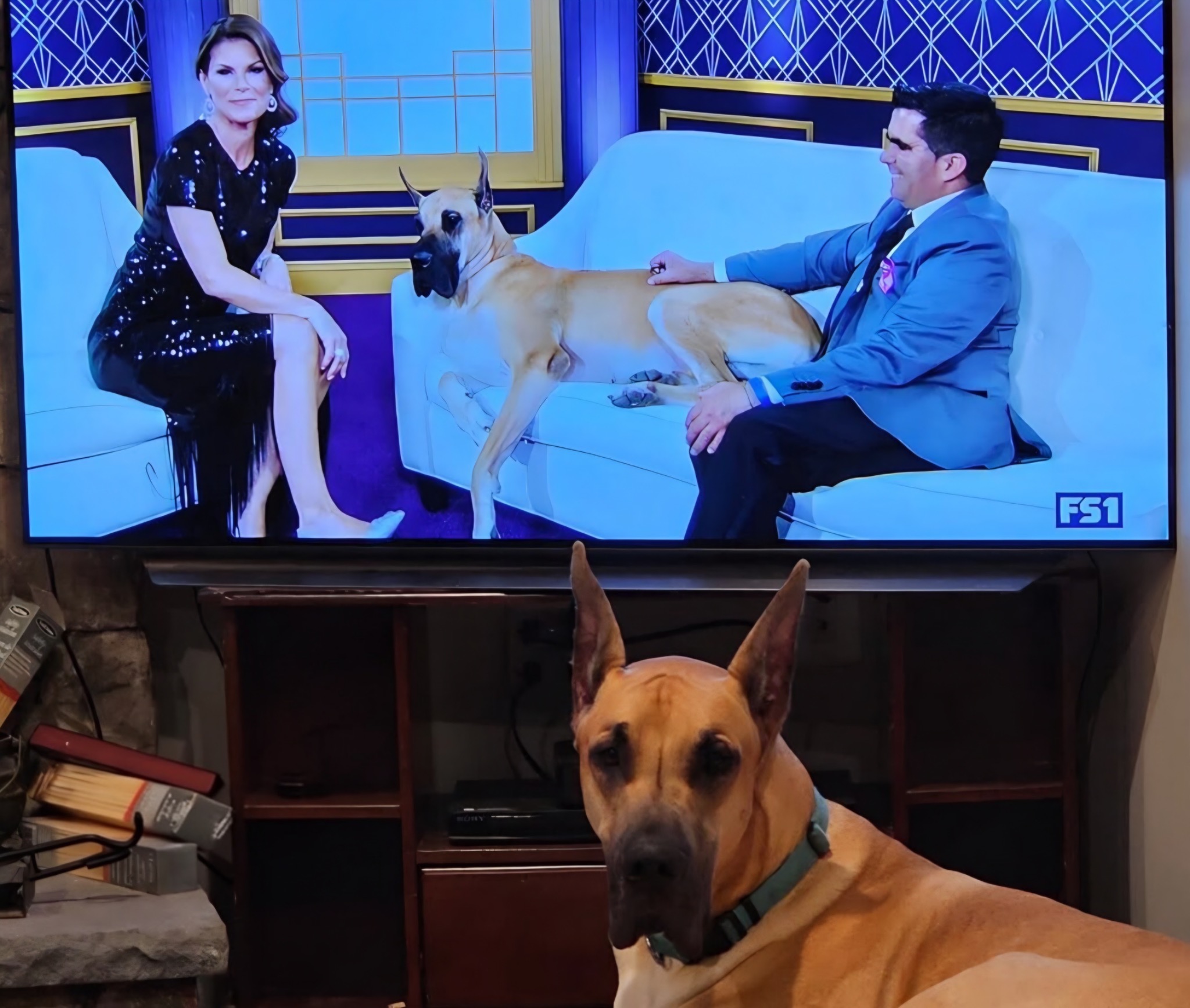 Bolt watches television as his sire Lexus appears with owner and handler Elyades Betancourt during a Westminster Dog Show interview