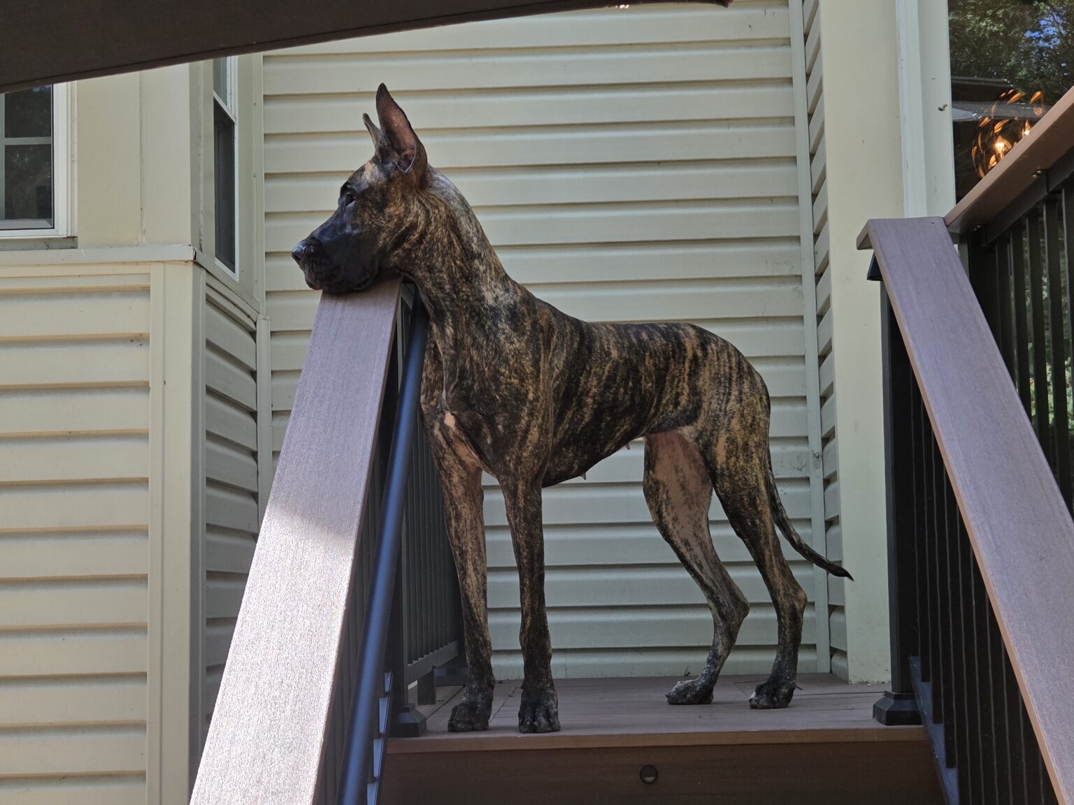 Jewel, a brindle Great Dane, standing alert on the deck