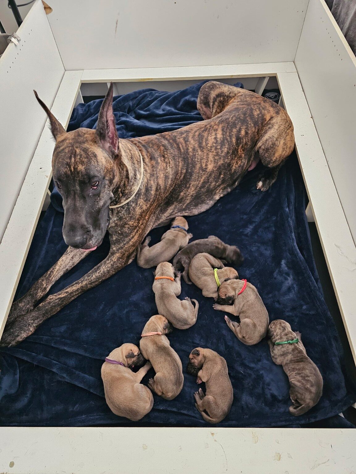 Jewel resting with the nine puppies of the America 250 Legacy Litter during their first week